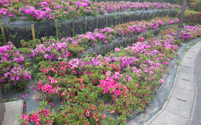 伊丹スカイパークの「つつじの丘」で、色鮮やかなつつじが段々に咲き広がる様子。