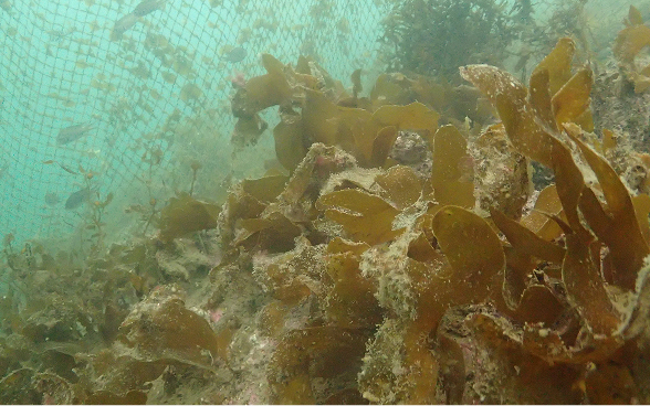 Ecklonia cava inside a protective net