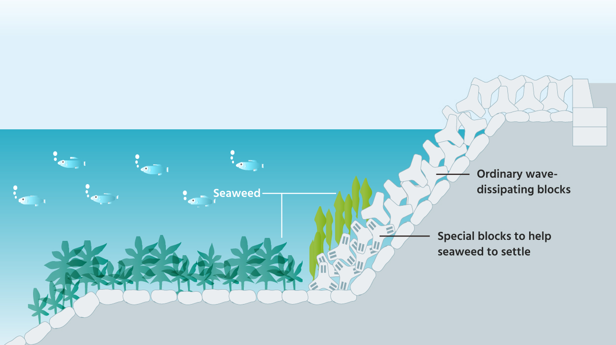 Cross section of a gently sloping stone embankment. Blocks for seaweed growth have been installed on the gently sloping seawall, creating an environment conducive to seaweed growth.