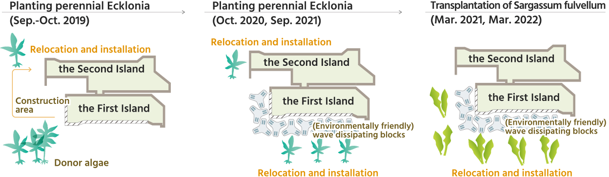 An illustration showing the three-stage process of seaweed transplantation around the airport islands. The illustration is arranged chronologically from left to right. In the first phase (2019), Ecklonia cava was transplanted from the construction area to the second airport island. In the second phase (2020–2021), the seaweed was transplanted to environmentally friendly wave-breaking blocks installed between the first and second airport islands. The illustration depicts that in the third phase (2021-2022), a sargassum species was transplanted onto the wave-breaking blocks and seaweed beds were formed.