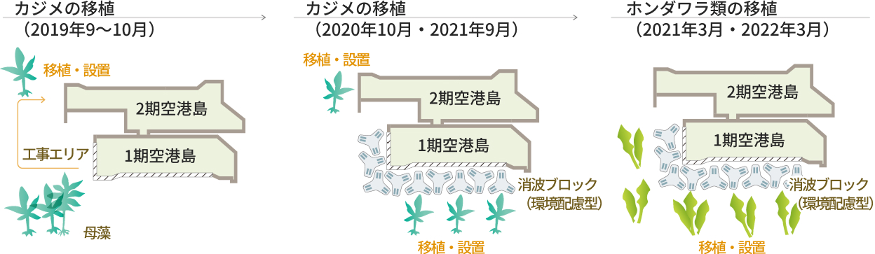 空港島周辺における海藻移植の3段階の工程を示した図。左から右へと時系列で進む。第1段階（2019年）では「カジメ」を工事エリアから2期空港島へ移植。第2段階（2020-2021年）では「カジメ」を2期空港島と、間に設置された環境配慮型の消波ブロックへ移植。第3段階（2021-2022年）では「ホンダワラ類」を消波ブロックへ移植し、藻場が形成されていく様子が描かれている。