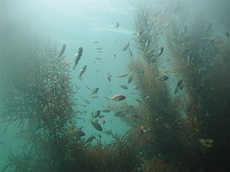 Lushly growing seaweed underwater near the airport.